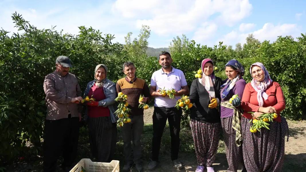 Adana’da Mandalina Hasadı Rekor Kırdı! Gelir Dibe Vurdu 1